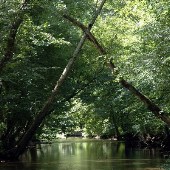 Various Tennessee Creeks