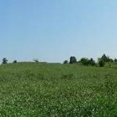 McCord Property