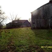 Tobacco Barn[s], cattle farm
