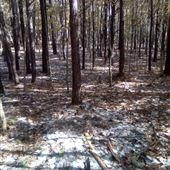 Wooded Acres