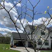 Burning Tree Farms