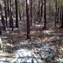 Wooded Acres