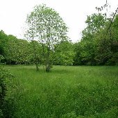 Percy Warner Park