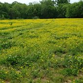 Gallatin TN Pasture