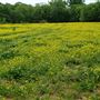 Gallatin TN Pasture
