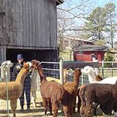 Willow Creek Farm