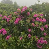 Rhododendron Gardens