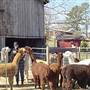 Willow Creek Farm