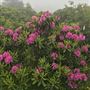 Rhododendron Gardens