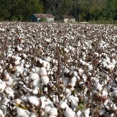 Tobacco & Cotton Fields