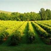 Nolichucky Vineyard
