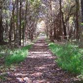 Montgomery Bell State Park