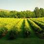 Nolichucky Vineyard