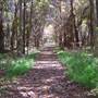 Montgomery Bell State Park