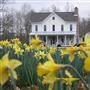 Daffodil Hill