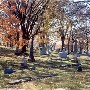 Calvary Cemetery