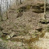 PrimmSpring