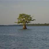 Reelfoot II