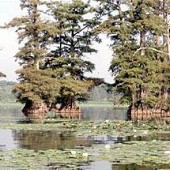 Reelfoot Lake