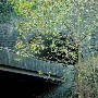 Gatlinburg Tunnel