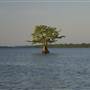 Reelfoot II