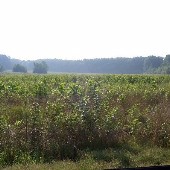 Arlington , TN
