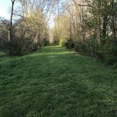 Swann Plantation