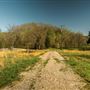Field, Woods, and Creek