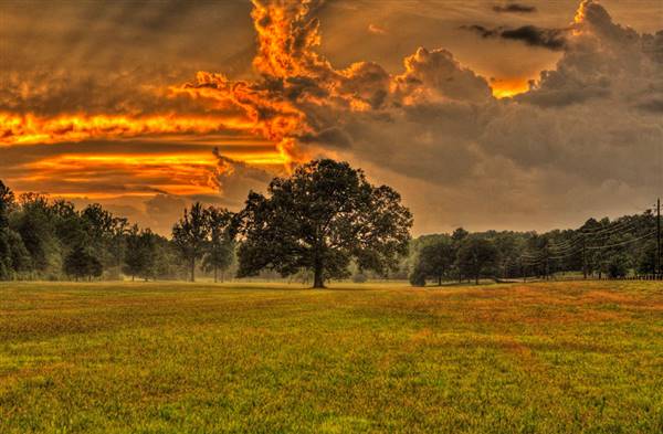 Lone Oaks Farm