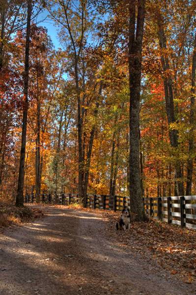 Lone Oaks Farm